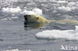 Polar bear (Ursus maritimus) 