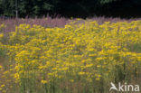 Jacobskruiskruid (Jacobaea vulgaris)