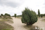 common juniper (Juniperus communis)