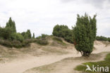 Jeneverbes (Juniperus communis)