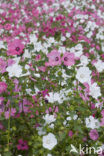 Mallow (Malva spec)