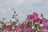 Mallow (Malva spec)