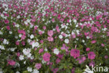 Mallow (Malva spec)