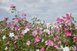 Mallow (Malva spec)