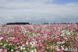 Mallow (Malva spec)