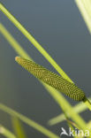 Sweet-flag (Acorus calamus)