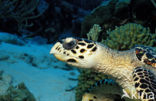 Hawksbill Turtle (Eretmochelys imbricata) 