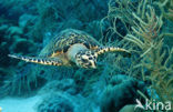 Hawksbill Turtle (Eretmochelys imbricata) 