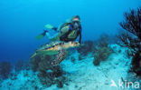 Hawksbill Turtle (Eretmochelys imbricata) 