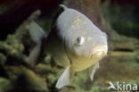 Common Carp (Cyprinus carpio) 