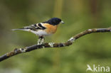 Brambling (Fringilla montifringilla)