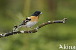 Brambling (Fringilla montifringilla)