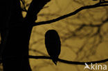 Barn Owl (Tyto alba)