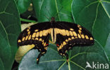 King Swallowtail (Papilio thoas)