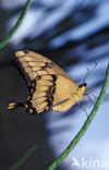 King Swallowtail (Papilio thoas)