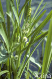 Kleine egelskop (Sparganium emersum)