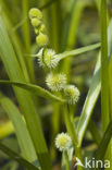 Kleine egelskop (Sparganium emersum)