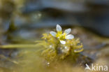 Kleine waterranonkel (Ranunculus aquatilis var. diffusus)