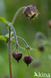 Wateravens (Geum rivale)