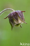 Knikkend nagelkruid (Geum rivale) 