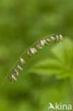 Mountain Melick (Melica nutans)