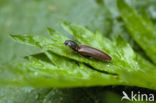 click beetle