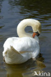 Mute Swan (Cygnus olor)