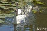 Mute Swan (Cygnus olor)