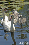 Knobbelzwaan (Cygnus olor)