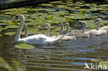 Knobbelzwaan (Cygnus olor)