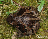 Knoflookpad (Pelobates fuscus) 