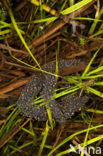 Common Spadefoot Toad (Pelobates fuscus)