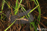 Common Spadefoot Toad (Pelobates fuscus)