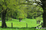 Knotwilg (Salix alba)