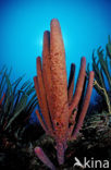 Lavender Stovepipe sponge (Aplysina archeri)