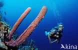 Lavender Stovepipe sponge (Aplysina archeri)