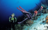 Lavender Stovepipe sponge (Aplysina archeri)