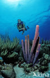 Lavender Stovepipe sponge (Aplysina archeri)