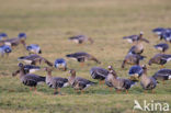 White-fronted goose (Anser albifrons)