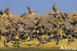 White-fronted goose (Anser albifrons)