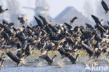 White-fronted goose (Anser albifrons)