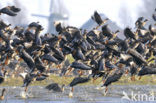 White-fronted goose (Anser albifrons)