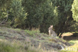 Rabbit (Oryctolagus cuniculus) 