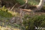 Konijn (Oryctolagus cuniculus) 