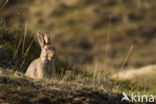 Rabbit (Oryctolagus cuniculus) 