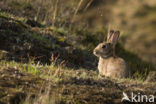 Rabbit (Oryctolagus cuniculus) 