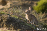 Konijn (Oryctolagus cuniculus) 