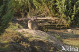 Rabbit (Oryctolagus cuniculus) 