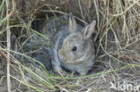 Konijn (Oryctolagus cuniculus) 