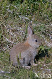 Konijn (Oryctolagus cuniculus) 